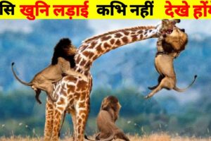 जनबरों के सबसे भयानक लड़ाई | 10 Most Dangerous Wild Animal Fights |