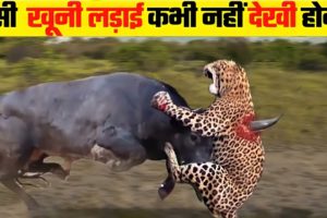 जानवरों की सबसे भयानक लड़ाई | 6 Most Dangerous Wild Animal Fights