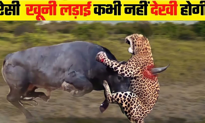 जानवरों की सबसे भयानक लड़ाई | 6 Most Dangerous Wild Animal Fights