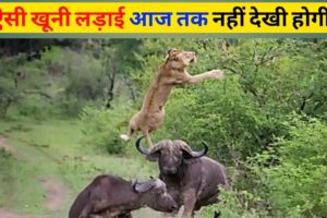 जानवरों की सबसे भयानक लड़ाई | 10 Most Dangerous Wild Animal Fights || Animals Fight