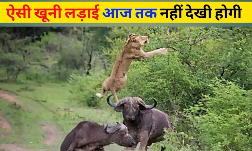 जानवरों की सबसे भयानक लड़ाई | 10 Most Dangerous Wild Animal Fights || Animals Fight