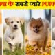 दुनिया के 10 सबसे cute Dog Babies | Top 10 Most Adorable Puppies in the World