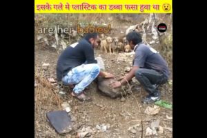परेशान Doggy🥺@Animal Aid Unlimited, India