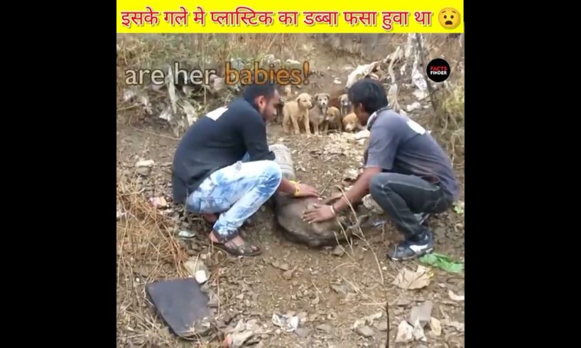 परेशान Doggy🥺@Animal Aid Unlimited, India