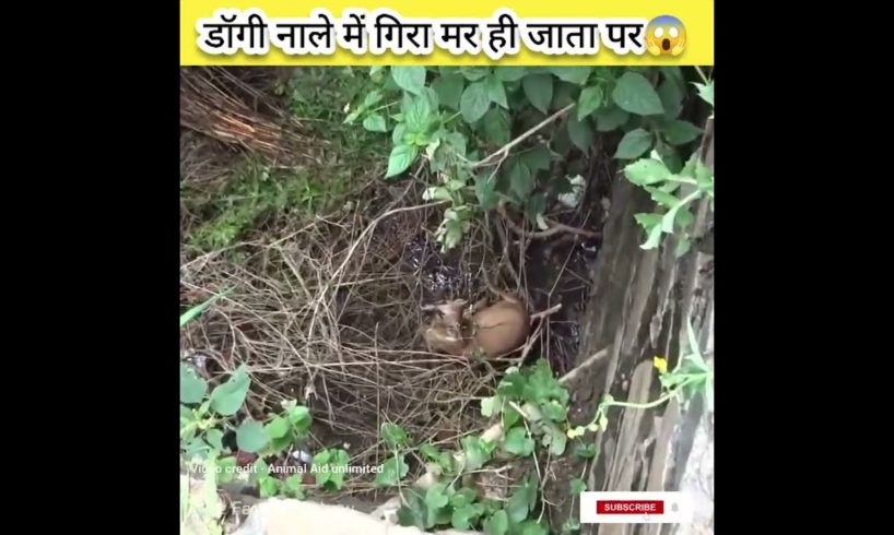 बेचारे डॉगी 🐕 की किस्मत ही खराब हैं।#animals #shorts #dog #rescue #factcam #animallover #facts