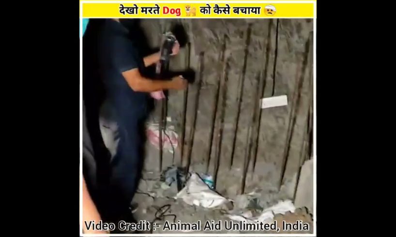 मरते  Dog को कैसे बचाया गया 😱 #shorts #dog @Animal Aid Unlimited, India.