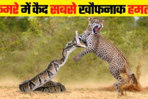 सांप के सबसे खतरनाक हमले | Most Dangerous Snake Attacks Caught on Camera