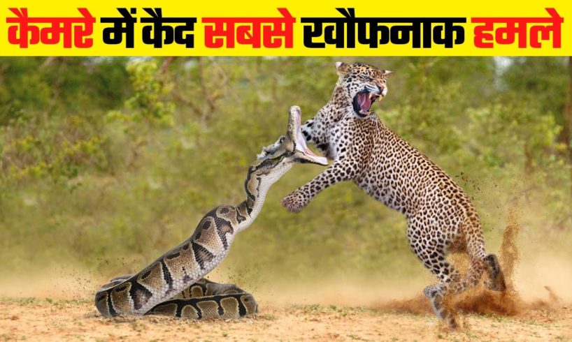 सांप के सबसे खतरनाक हमले | Most Dangerous Snake Attacks Caught on Camera