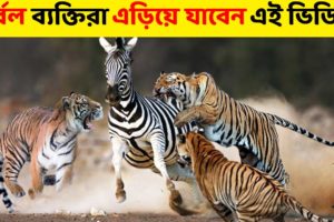 দেখে নিন পশুদের মধ্যে সবচেয়ে ভয়ানক লড়াই | Most Dangerous Wild Animal Fights