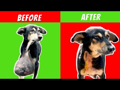 రెస్క్యూ టీమ్ కుక్కకు సహాయం చేసింది👏👏| dog rescue | #shorts #dogs #dogrescue #amazingfactsintelugu