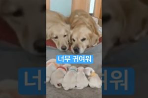 [동물나라 : Pet World] 귀염둥이들 - Cutest puppies 🐶 #shorts #tiktok #animals #dog