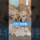 [동물나라 : Pet World] 귀염둥이들 - Cutest puppies 🐶 #shorts #tiktok #animals #dog