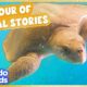 1 Hour Of Animals Being Way, Way, WAY Too Cute! | Animal Videos For Kids | Dodo Kids
