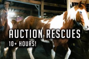 10 Hours of Saving Horses From Slaughter!