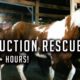 10 Hours of Saving Horses From Slaughter!