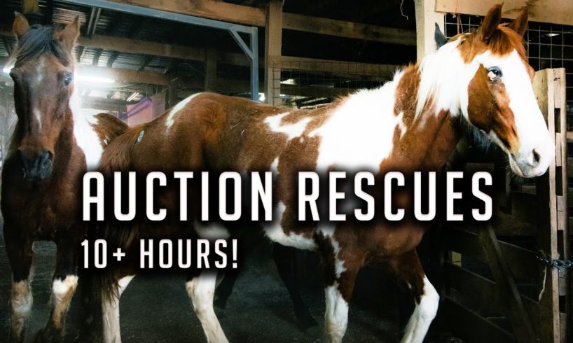 10 Hours of Saving Horses From Slaughter!