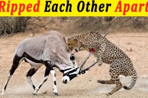 10 Moments When Prey Fights Back | Animal Fights