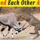 10 Moments When Prey Fights Back | Animal Fights
