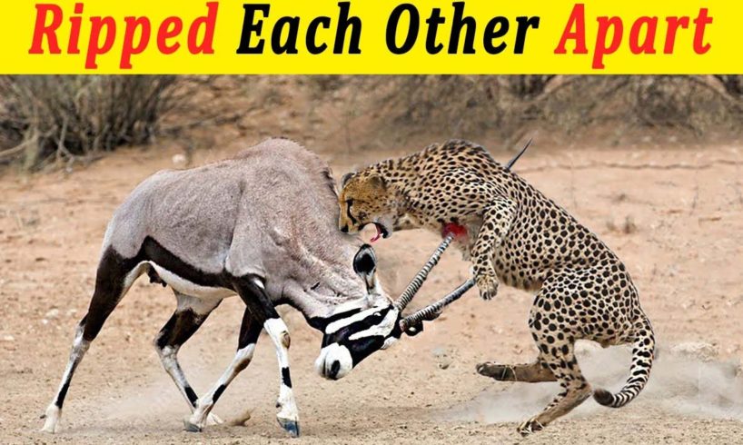 10 Moments When Prey Fights Back | Animal Fights