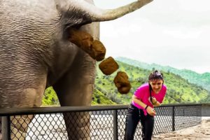 12 Interesting Zoo Animal Moments Caught On Video.