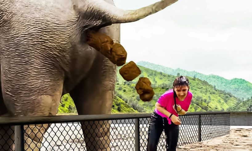 12 Interesting Zoo Animal Moments Caught On Video.