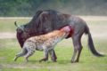 13 Horrific Moments Animals Kill Their Prey