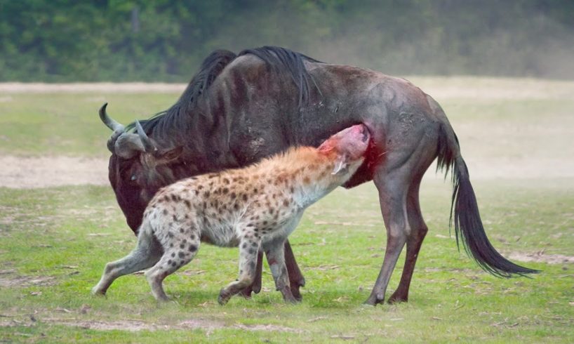 13 Horrific Moments Animals Kill Their Prey