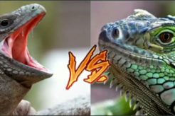 14 craziest Animal fights caught on camera🔥🔥