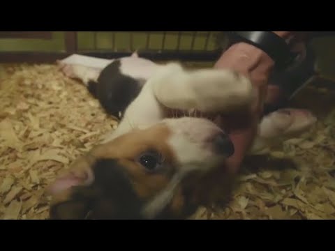 15 beagles rescued from Virginia breeding facility brought to Orlando