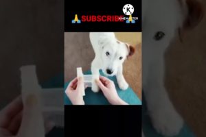 Cute Dog Rescue ❤️ cute animal #shorts #shortvideo #viralvideo #trending #funny #animals #tiktok(4)