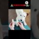 Cute Dog Rescue ❤️ cute animal #shorts #shortvideo #viralvideo #trending #funny #animals #tiktok(4)