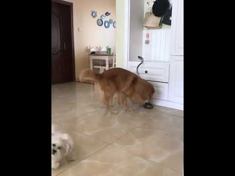 Funniest & Cutest Puppies - Funny Puppy Videos | Cute and Funny Dog Videos | Minutes of Funny Puppy