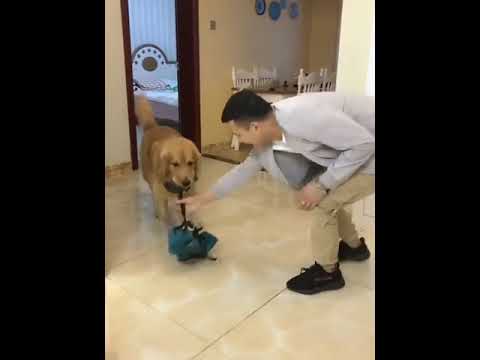 Funniest & Cutest Puppies - Funny Puppy Videos | Cute and Funny Dog Videos | Minutes of Funny Puppy