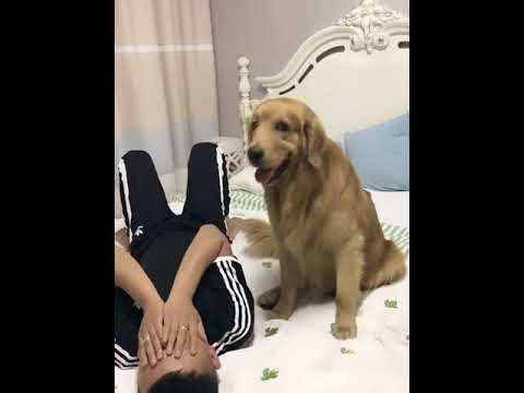 Funniest & Cutest Puppies - Funny Puppy Videos | Cute and Funny Dog Videos | Minutes of Funny Puppy