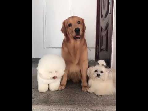 Funniest & Cutest Puppies - Funny Puppy Videos | Cute and Funny Dog Videos | Minutes of Funny Puppy
