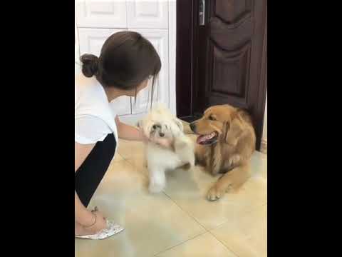 Funniest & Cutest Puppies - Funny Puppy Videos | Cute and Funny Dog Videos | Minutes of Funny Puppy