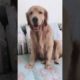 Funniest & Cutest Puppies - Funny Puppy Videos | Cute and Funny Dog Videos | Minutes of Funny Puppy