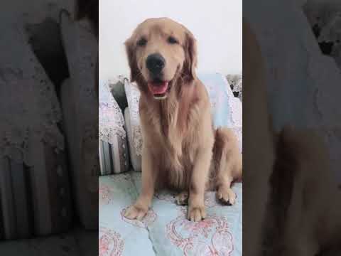 Funniest & Cutest Puppies - Funny Puppy Videos | Cute and Funny Dog Videos | Minutes of Funny Puppy