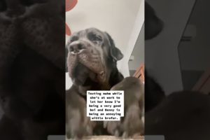 Cute Dog Rescue ❤️ cute animal #shorts  #funny #animals