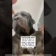 Cute Dog Rescue ❤️ cute animal #shorts  #funny #animals