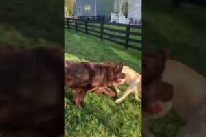 Cute Dog Rescue ❤️ cute animal #shorts  #funny #animals