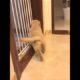 Funniest & Cutest Puppies - Funny Puppy Videos | Cute and Funny Dog Videos | Minutes of Funny Puppy