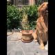 Funniest & Cutest Puppies - Funny Puppy Videos | Cute and Funny Dog Videos | Minutes of Funny Puppy