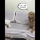 Funniest & Cutest Puppies - Funny Puppy Videos | Cute and Funny Dog Videos | Minutes of Funny Puppy