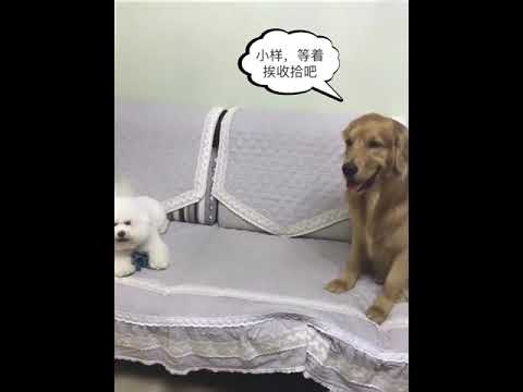 Funniest & Cutest Puppies - Funny Puppy Videos | Cute and Funny Dog Videos | Minutes of Funny Puppy