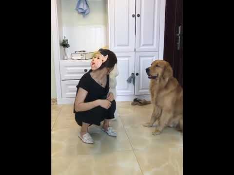 Funniest & Cutest Puppies - Funny Puppy Videos | Cute and Funny Dog Videos | Minutes of Funny Puppy