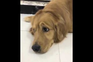 Funniest & Cutest Puppies - Funny Puppy Videos | Cute and Funny Dog Videos | Minutes of Funny Puppy