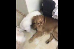 Funniest & Cutest Puppies - Funny Puppy Videos | Cute and Funny Dog Videos | Minutes of Funny Puppy