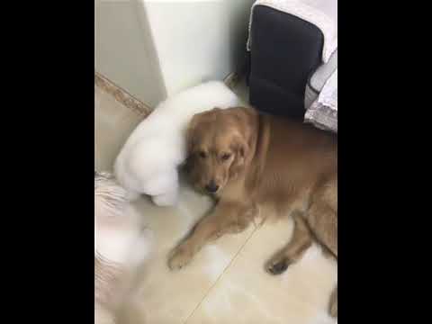 Funniest & Cutest Puppies - Funny Puppy Videos | Cute and Funny Dog Videos | Minutes of Funny Puppy