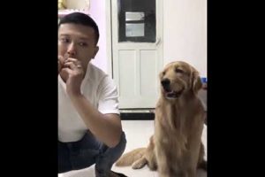Funniest & Cutest Puppies - Funny Puppy Videos | Cute and Funny Dog Videos | Minutes of Funny Puppy
